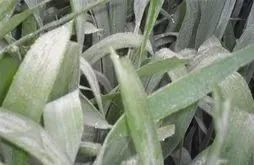 15种常见小麦病害及防治方法