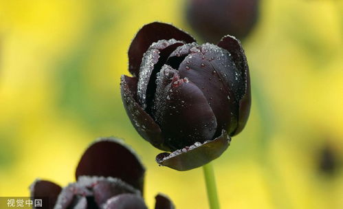 谷雨时节春雨绵绵，润泽万物谷类生长
