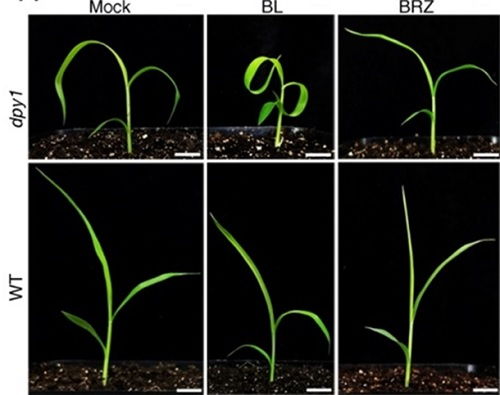 刹车基因亮相，谷子成为C4模式植物的新突破