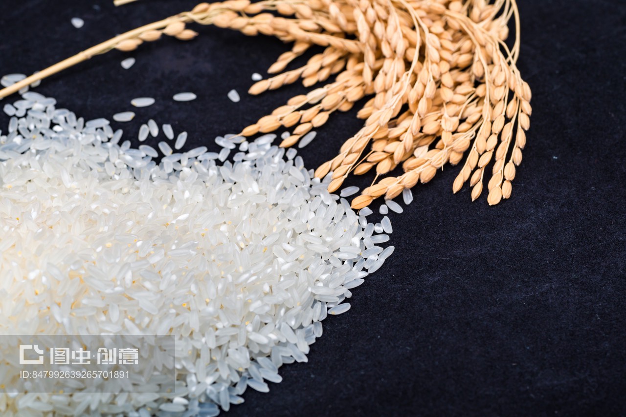 黑色背景下的珍品 东北五常长粒香大米与稻穗