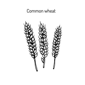 小麦与面包 谷类作物的线条艺术之美