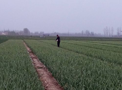 氮肥在谷类作物中的应用及重要性