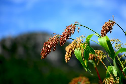 高粱酿酒 茅台的独特魅力与谷类作物酒的多样风采
