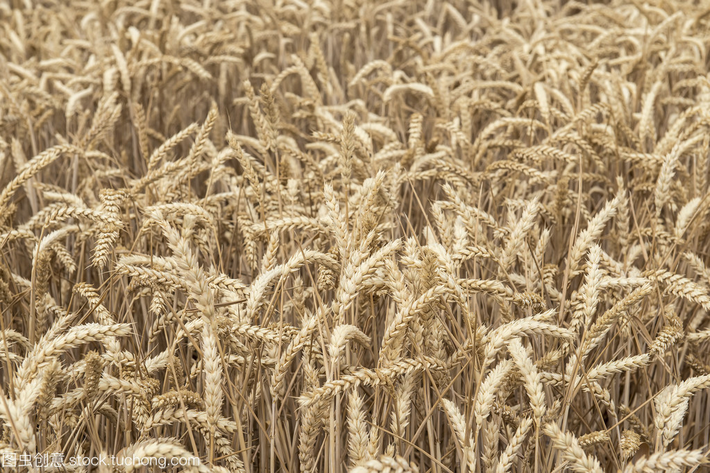 谷类作物 全球粮食安全的基础