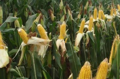 粮食农作物的三大分类 谷类、豆类与薯类