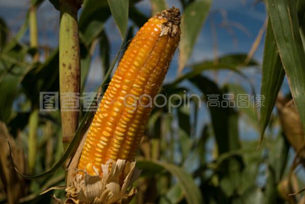 玉米作物与谷类作物 人类粮食安全的双支柱